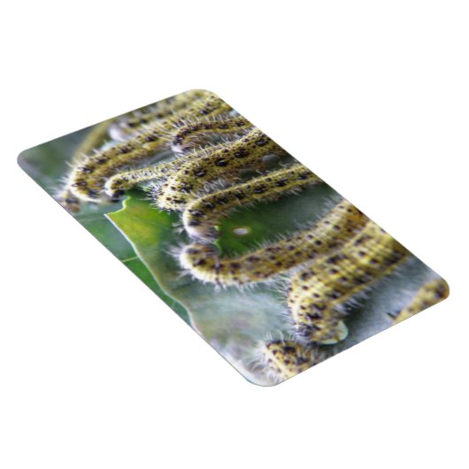Hungry Cabbage White Caterpilars Premium Magnet Magneet (Rechterzijde)