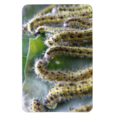 Hungry Cabbage White Caterpilars Premium Magnet Magneet (Verticaal)