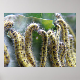 Hungry Cabbage White Caterpilars Print