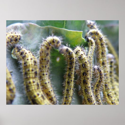 Hungry Cabbage White Caterpilars Print (Voorkant)