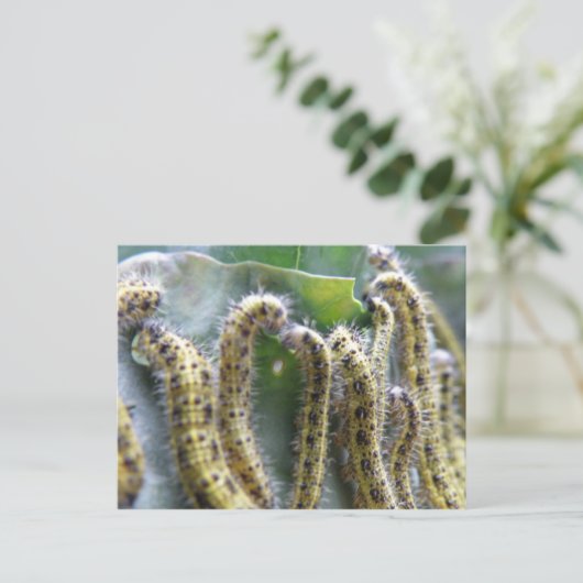 Hungry Cabbage White Caterpillar Briefkaart (Staand voorkant)