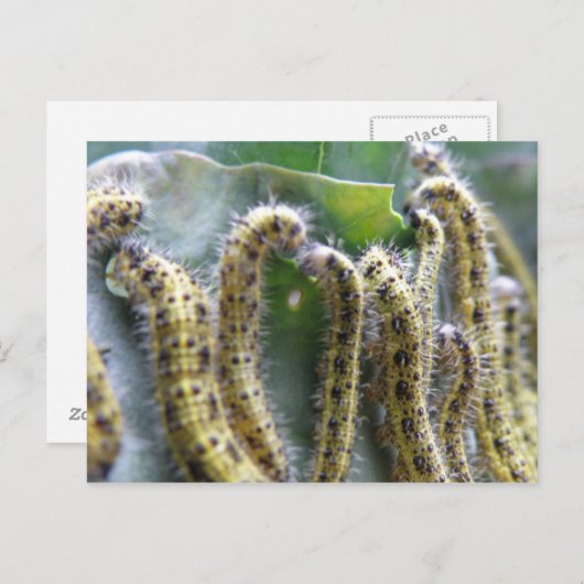 Hungry Cabbage White Caterpillar Briefkaart (Voorkant / Achterkant)