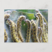 Hungry Cabbage White Caterpillar Briefkaart (Voorkant)