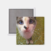 Hungry Cat Fridge Magnet (Voorkant / Achterkant)