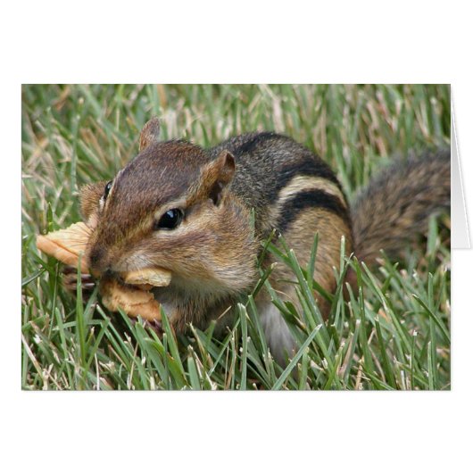 Hungry Chipmunk (Voorkant Horizontaal)