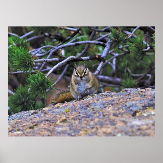 Hungry Chipmunk Poster (Voorkant)