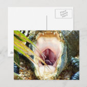 Hungry Gator Briefkaart (Voorkant / Achterkant)