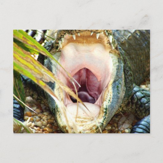 Hungry Gator Briefkaart (Voorkant)