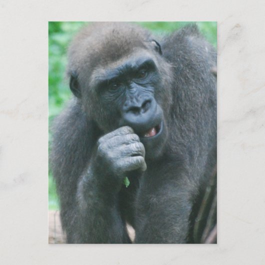 Hungry Gorilla Briefkaart (Voorkant)