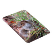 Hungry Grey Squirrel Magnet Magneet (Rechterzijde)