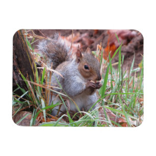 Hungry Grey Squirrel Magnet Magneet