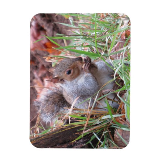Hungry Grey Squirrel Magnet Magneet (Verticaal)