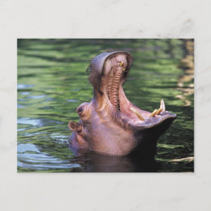 Hungry Hippo Briefkaart