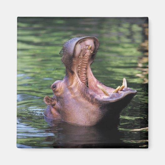 Hungry Hippo Magneet (Voorkant)