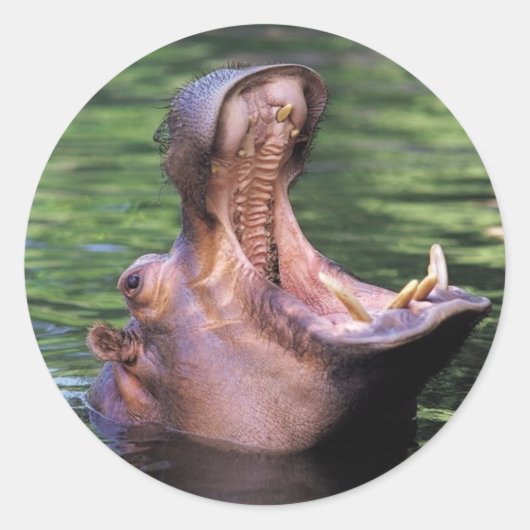 Hungry Hippo Ronde Sticker (Voorkant)