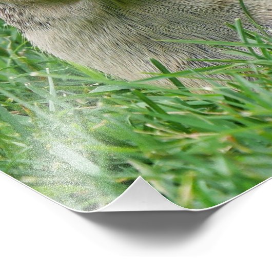 Hungry Hungry Chipmunk Foto Afdruk (Hoek)