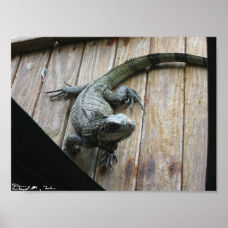 Hungry Iguana (schoonmaak) Poster