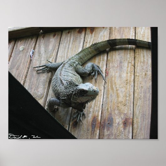 Hungry Iguana (schoonmaak) Poster (Voorkant)
