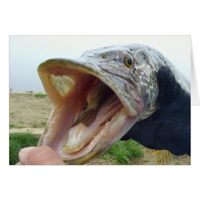 Hungry Pike (Voorkant Horizontaal)