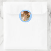 Hungry Rat Sticker (Tas)