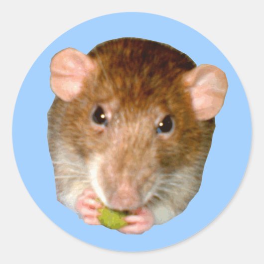 Hungry Rat Sticker (Voorkant)