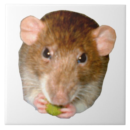 Hungry Rat Tile Tegeltje (Voorkant)
