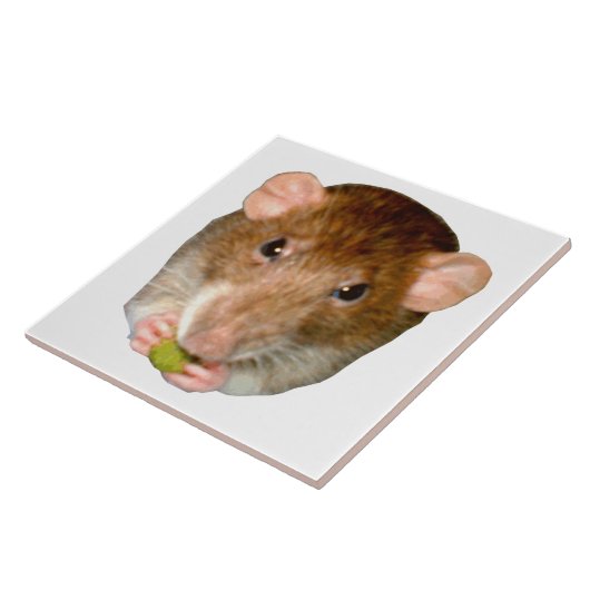 Hungry Rat Tile Tegeltje (Zijkant)