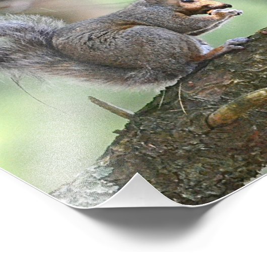 Hungry Squirrel Photo Print Foto Afdruk (Hoek)