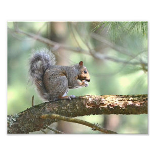 Hungry Squirrel Photo Print Foto Afdruk