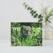 Hungry Tiger Briefkaart (Staand voorkant)