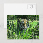 Hungry Tiger Briefkaart (Voorkant / Achterkant)