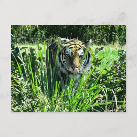 Hungry Tiger Briefkaart (Voorkant)