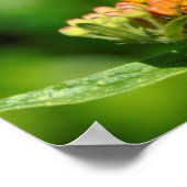 Hunry Hummingbird Poster (Hoek)