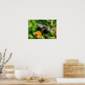 Hunry Hummingbird Poster (Keuken)
