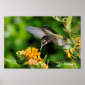 Hunry Hummingbird Poster (Voorkant)