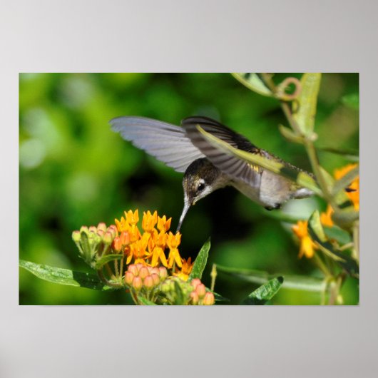 Hunry Hummingbird Poster (Voorkant)