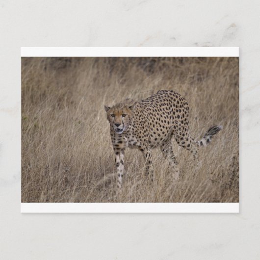 Hunter Briefkaart (Voorkant)