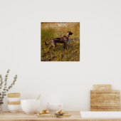 Hunting Dog in Wetlands Poster (Keuken)