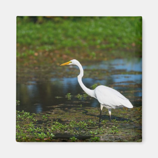 Hunting Egret Magneet (Voorkant)