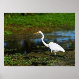 Hunting Egret Poster