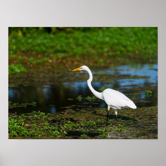 Hunting Egret Poster (Voorkant)