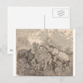 Hunting Elephants Briefkaart (Voorkant / Achterkant)