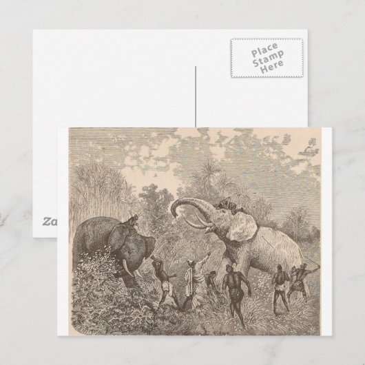 Hunting Elephants Briefkaart (Voorkant / Achterkant)