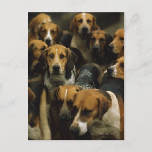 Hunting foxhounds, Galway Blazers, Ierland Briefkaart (Voorkant)