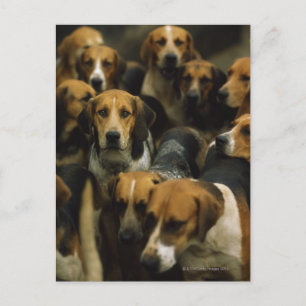 Hunting foxhounds, Galway Blazers, Ierland Briefkaart