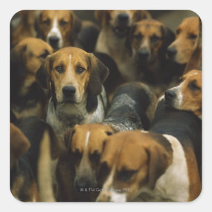 Hunting foxhounds, Galway Blazers, Ierland Vierkante Sticker