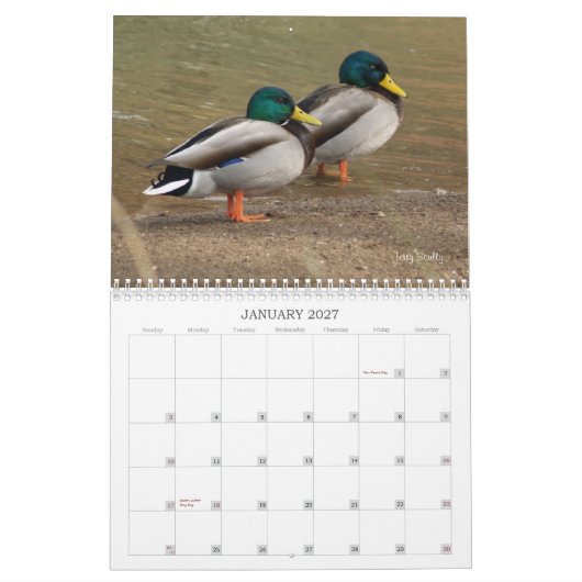 Hunting Mallard Ducks Calendar Kalender (Jan 2027)