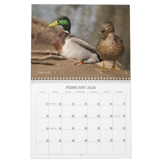 Hunting Mallard Ducks Calendar Kalender (Feb 2026)
