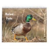 Hunting Mallard Ducks Calendar Kalender (Hoes)