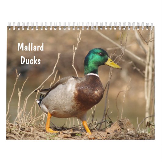 Hunting Mallard Ducks Calendar Kalender (Hoes)